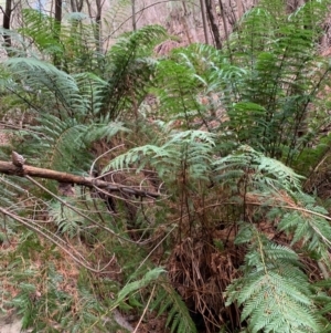 Todea barbara at Coree, ACT - suppressed