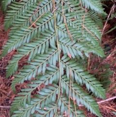 Todea barbara at Coree, ACT - suppressed