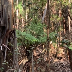 Cyathea australis subsp. australis (Rough Tree Fern) at Coree, ACT - 8 Jul 2020 by Kbabs1