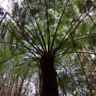 Cyathea australis subsp. australis (Rough Tree Fern) at Macgregor, ACT - 8 Jul 2020 by Kbabs1