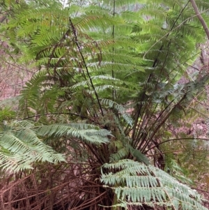 Cyathea australis subsp. australis at Coree, ACT - suppressed