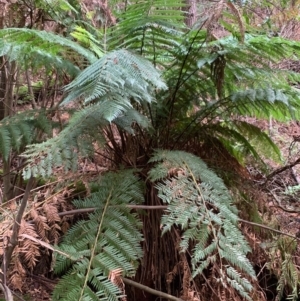 Todea barbara at Coree, ACT - suppressed