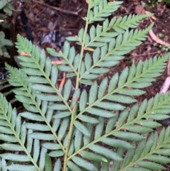 Todea barbara (King Fern) at Coree, ACT - 8 Jul 2020 by Kbabs1