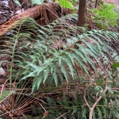 Todea barbara at Coree, ACT - suppressed