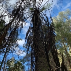 Cyathea australis subsp. australis (Rough Tree Fern) at Coree, ACT - 8 Jul 2020 by Kbabs1