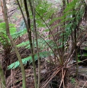 Cyathea australis subsp. australis at Coree, ACT - 8 Jul 2020