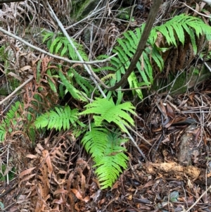 Blechnum cartilagineum at Coree, ACT - suppressed