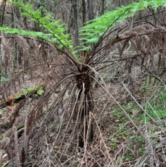 Cyathea australis subsp. australis (Rough Tree Fern) at Coree, ACT - 8 Jul 2020 by Kbabs1