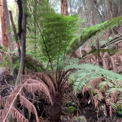 Cyathea australis subsp. australis (Rough Tree Fern) at Coree, ACT - 8 Jul 2020 by Kbabs1