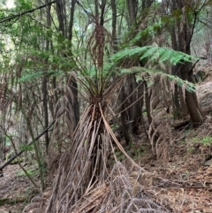 Cyathea australis subsp. australis (Rough Tree Fern) at Coree, ACT - 8 Jul 2020 by Kbabs1