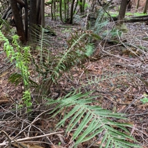 Blechnum cartilagineum at Coree, ACT - suppressed