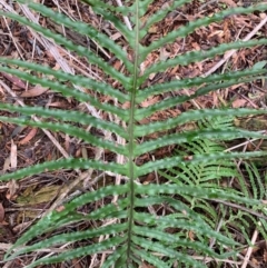 Blechnum cartilagineum at Coree, ACT - suppressed