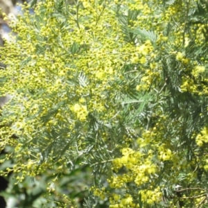 Acacia dealbata at Cotter River, ACT - 9 Jul 2020