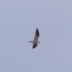 Elanus axillaris at Bega, NSW - 10 Jul 2020