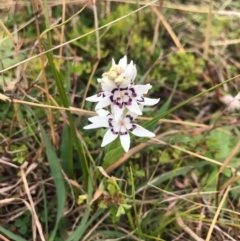 Wurmbea dioica subsp. dioica (Early Nancy) at Ginninderry Conservation Corridor - 9 Jul 2020 by JasonC