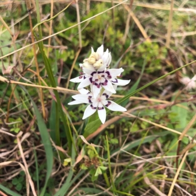 Wurmbea dioica subsp. dioica (Early Nancy) at Dunlop, ACT - 10 Jul 2020 by JasonC