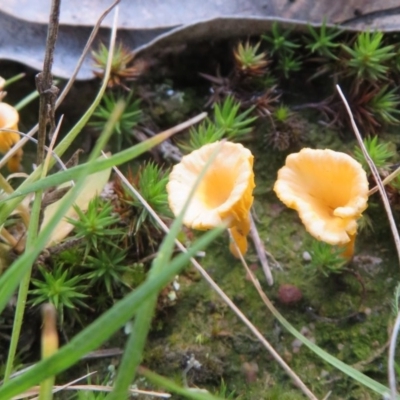 Lichenomphalia chromacea (Yellow Navel) at Lower Cotter Catchment - 9 Jul 2020 by Christine