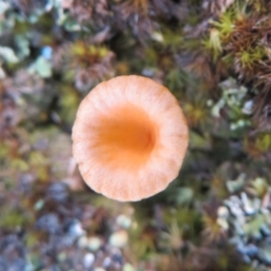 Lichenomphalia chromacea at Cotter River, ACT - 9 Jul 2020