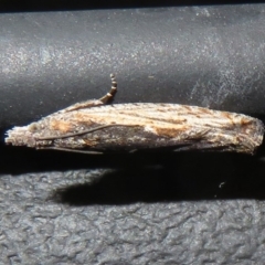 Spilonota-group (A Tortricid moth) at Cotter River, ACT - 9 Jul 2020 by Christine