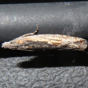 Spilonota-group at Cotter River, ACT - 9 Jul 2020