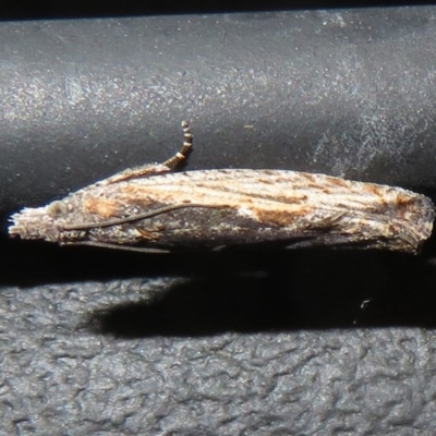 Spilonota-group (A Tortricid moth) at Cotter River, ACT - 9 Jul 2020 by Christine