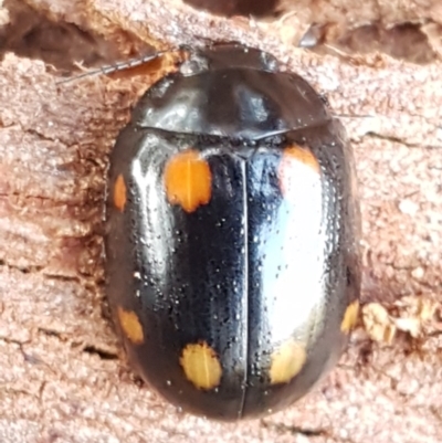 Paropsisterna octosignata (Eucalyptus leaf beetle) at Kowen, ACT - 10 Jul 2020 by trevorpreston