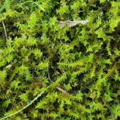 Triquetrella (A trailing moss) at Kowen, ACT - 10 Jul 2020 by trevorpreston