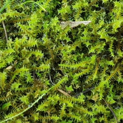 Triquetrella (A trailing moss) at Kowen, ACT - 10 Jul 2020 by trevorpreston