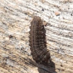 Unidentified Insect at Molonglo Gorge - 10 Jul 2020 by tpreston