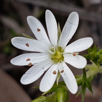 Stellaria pungens (Prickly Starwort) at Kowen, ACT - 10 Jul 2020 by trevorpreston