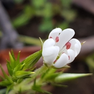 Stellaria pungens at Kowen, ACT - 10 Jul 2020