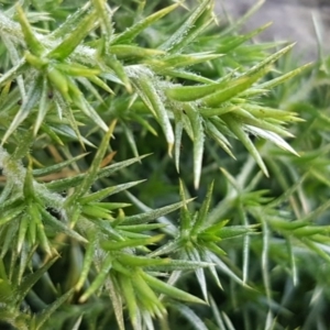 Stellaria pungens at Kowen, ACT - 10 Jul 2020