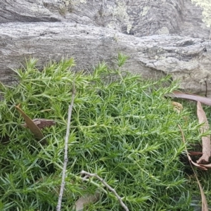 Stellaria pungens at Kowen, ACT - 10 Jul 2020