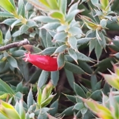 Astroloma humifusum at Kowen, ACT - 10 Jul 2020