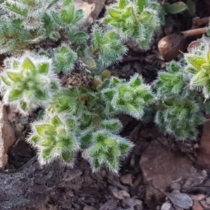 Pultenaea procumbens at Kowen, ACT - 10 Jul 2020