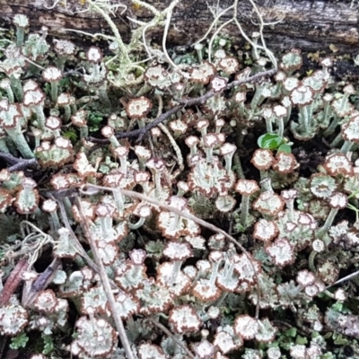 Cladonia sp. (genus) (Cup Lichen) at Kowen, ACT - 10 Jul 2020 by tpreston