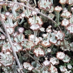 Cladonia sp. (genus) at Kowen, ACT - 10 Jul 2020