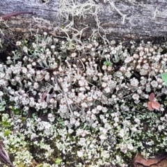 Cladonia sp. (genus) at Kowen, ACT - 10 Jul 2020
