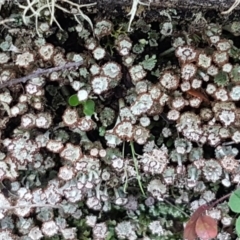 Cladonia sp. (genus) at Kowen, ACT - 10 Jul 2020