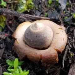 Geastrum sp. (genus) (An earthstar) at Kowen, ACT - 10 Jul 2020 by trevorpreston