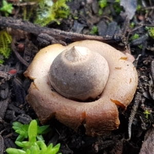 Geastrum sp. at Kowen, ACT - 10 Jul 2020