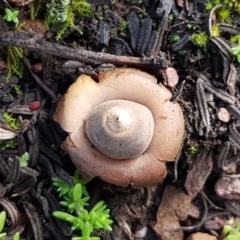 Geastrum sp. (genus) at Kowen, ACT - 10 Jul 2020 11:12 AM