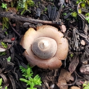 Geastrum sp. at Kowen, ACT - 10 Jul 2020