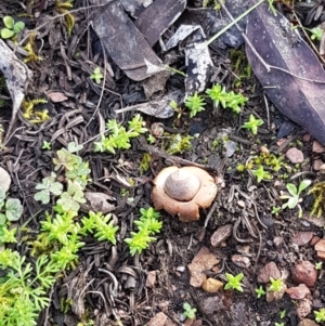 Geastrum sp. at Kowen, ACT - 10 Jul 2020