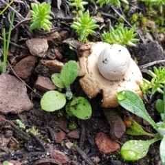 Geastrum sp. (genus) at Kowen, ACT - 10 Jul 2020 11:12 AM