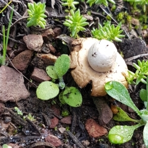 Geastrum sp. (genus) at Kowen, ACT - 10 Jul 2020 11:12 AM