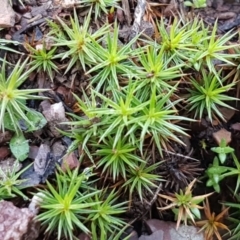 Polytrichaceae at Molonglo Gorge - 10 Jul 2020 by tpreston