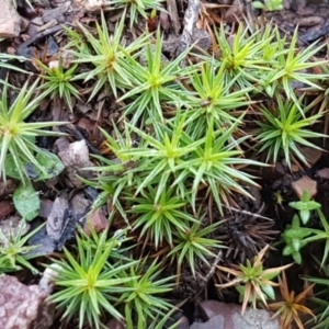 Polytrichaceae sp. (family) at Kowen, ACT - 10 Jul 2020