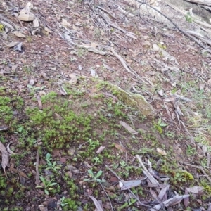 Polytrichaceae sp. (family) at Kowen, ACT - 10 Jul 2020