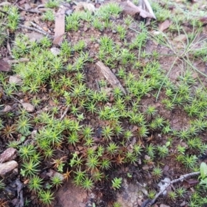 Polytrichaceae sp. (family) at Kowen, ACT - 10 Jul 2020